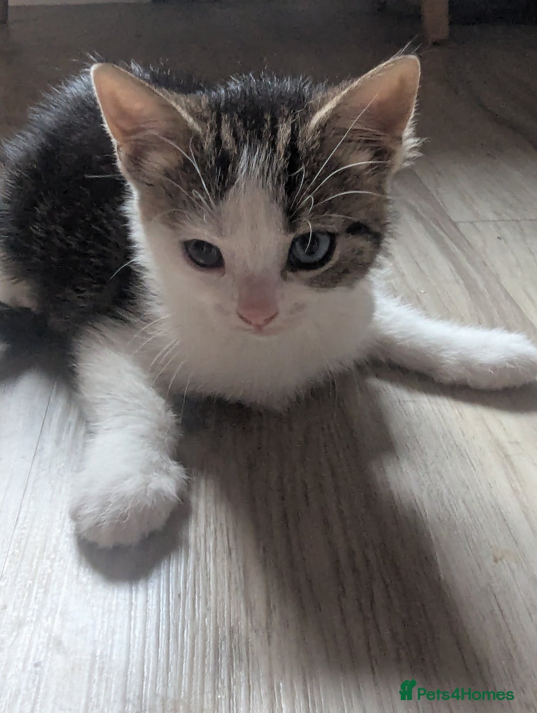 British Shorthair cats for sale: mixed tabby, black and white kittens  - Image 8