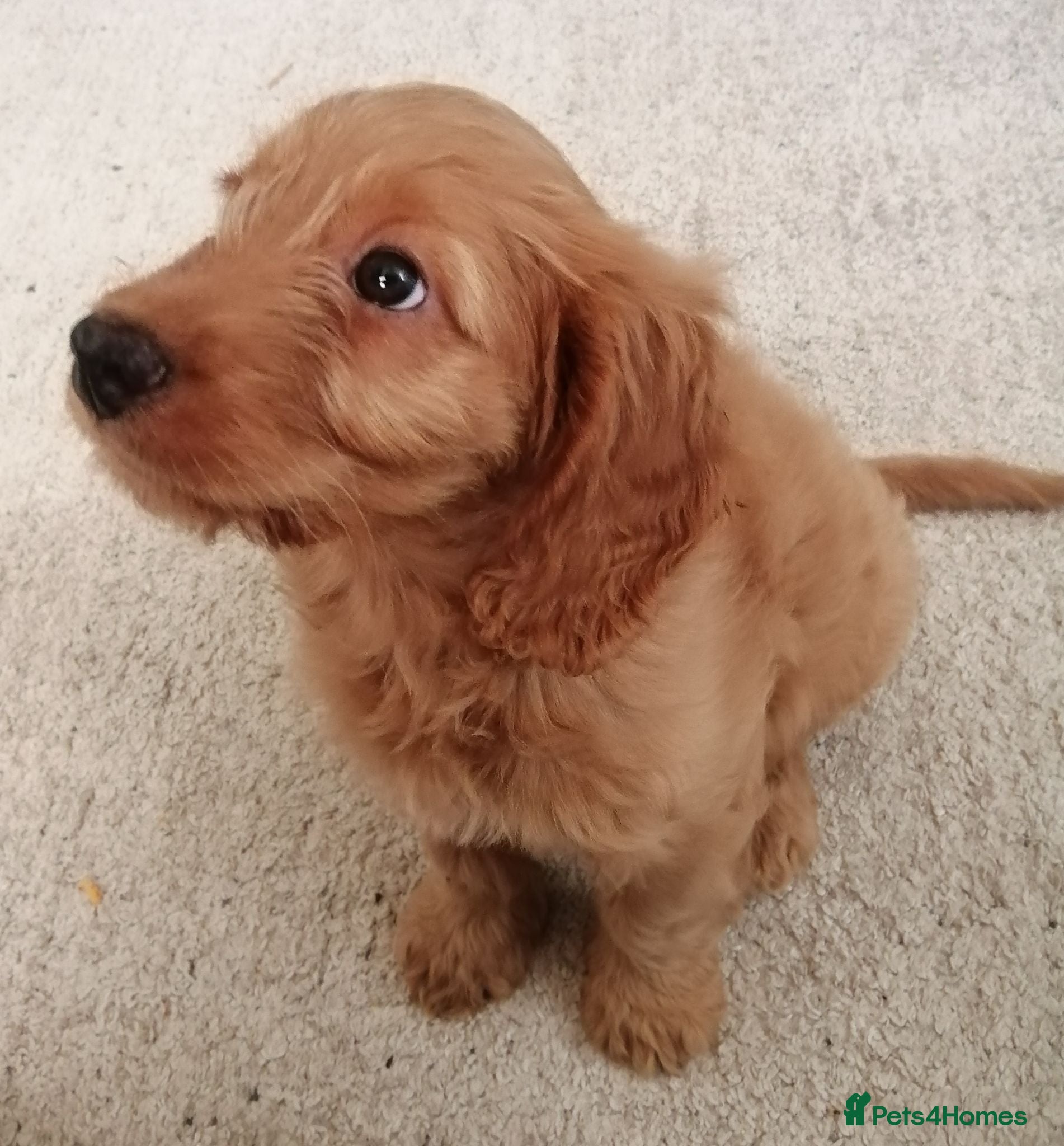 Cockapoo dogs female cockerpoo pup  - Advert 1