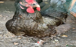 Chickens poultry for sale: 8 chickens for sale  - Image 14
