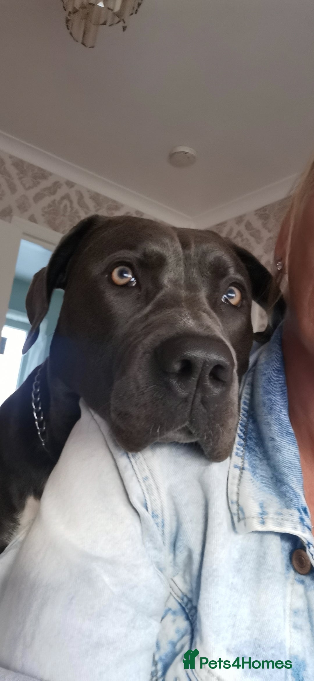 Cane Corso dogs for sale: Cane corso puppies - Advert 18