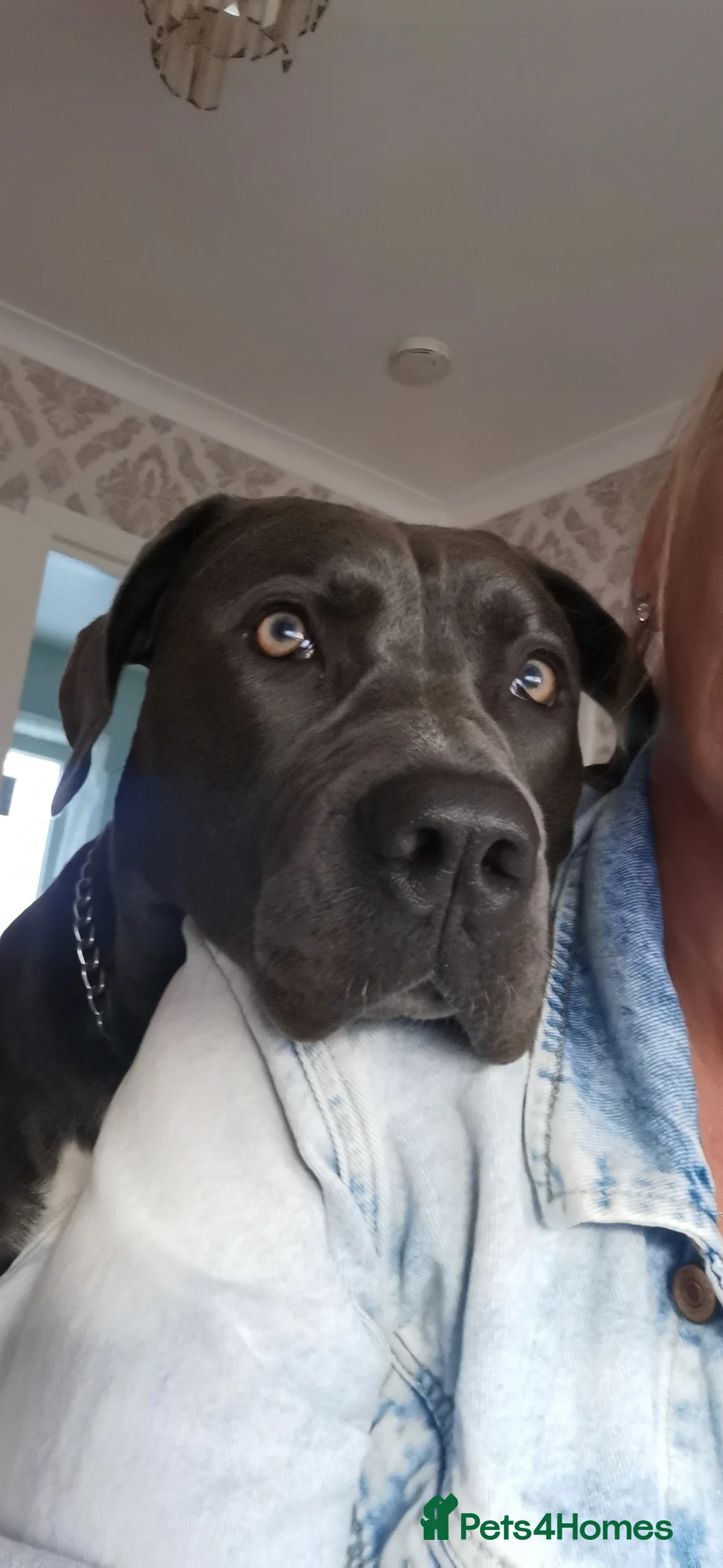 Cane Corso dogs for sale: Cane corso puppies - Advert 14