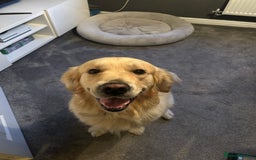 Golden Retriever dogs for stud: STUD - KC Registered - Golden Retriever  in Bishop Auckland - Image 6