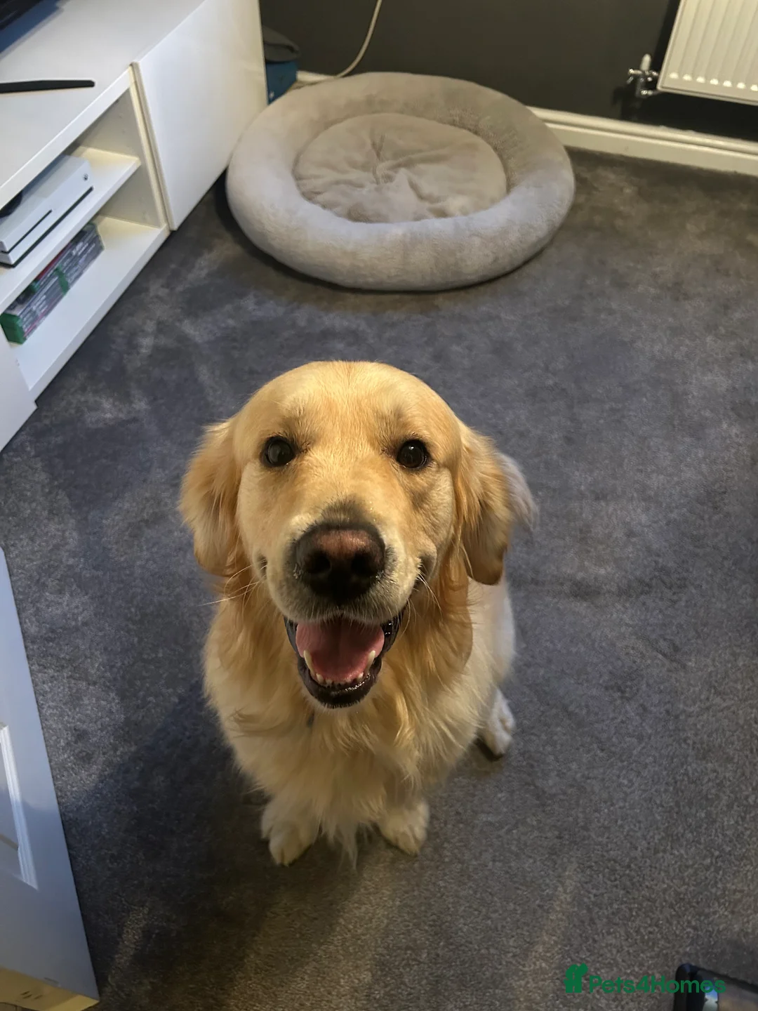 Golden Retriever dogs for stud: STUD - KC Registered - Golden Retriever  in Bishop Auckland - Advert 6