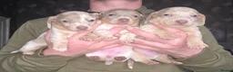 Dachshund dogs for sale: Minature short haired Daschunds - Advert 12