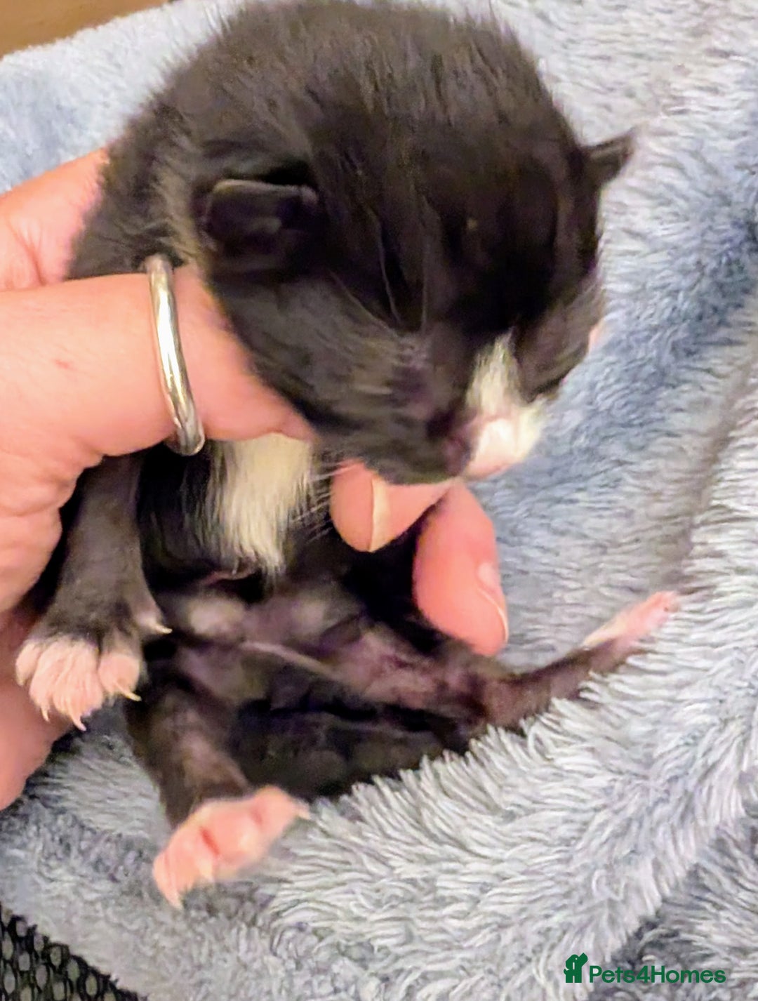 Mixed Breed cats for sale: Black and White Tuxedo kittens - Image 3