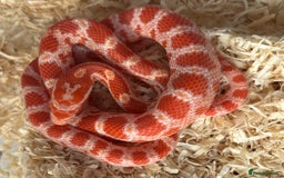 Corn Snake reptiles for sale: Corn snake hatchlings for sale - Image 4