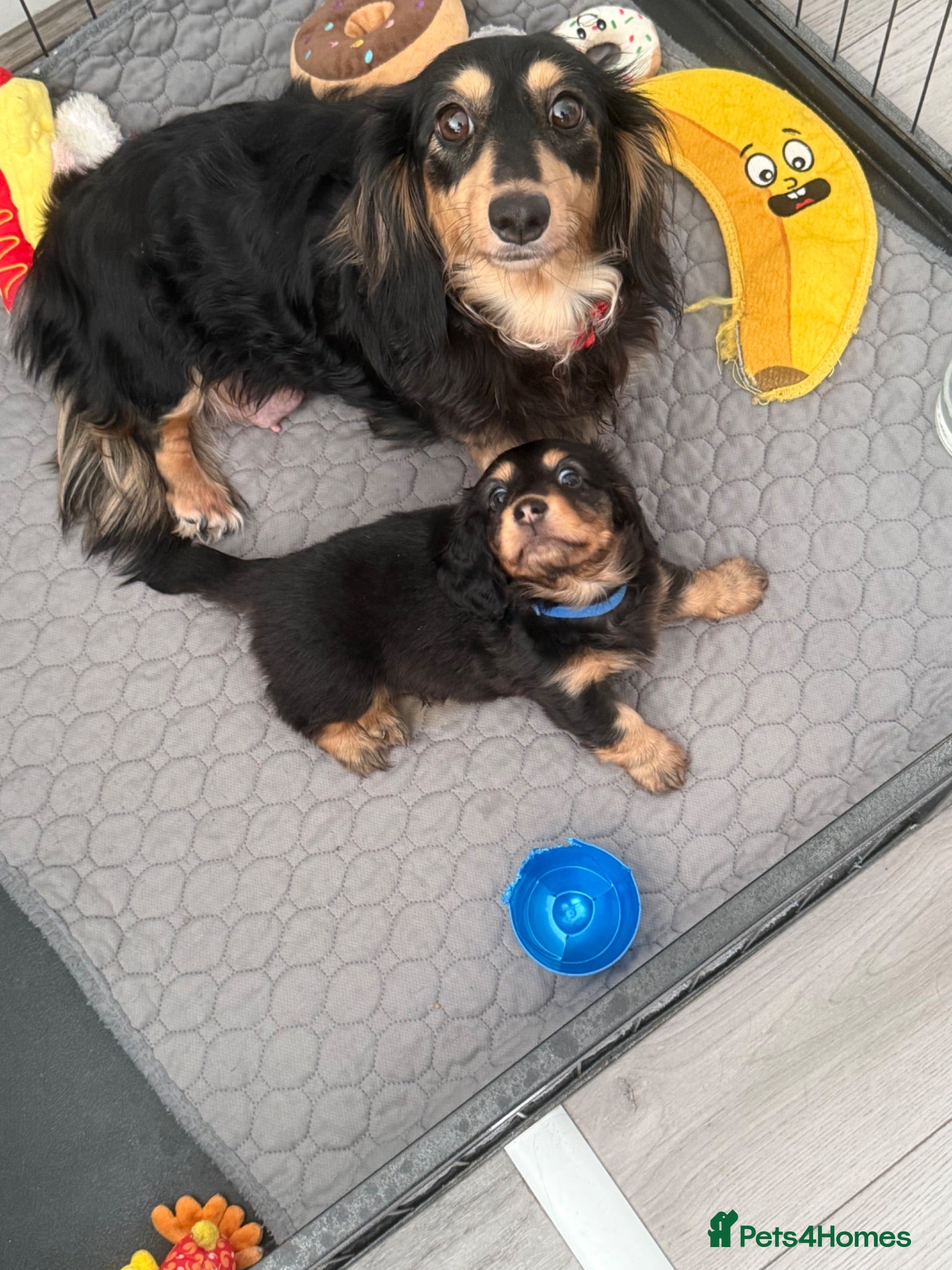 Miniature Dachshund dogs Stunning long haired miniature dachshund  - Advert 1