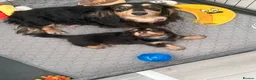 Miniature Dachshund dogs for sale: Stunning long haired miniature dachshund  - Advert 1