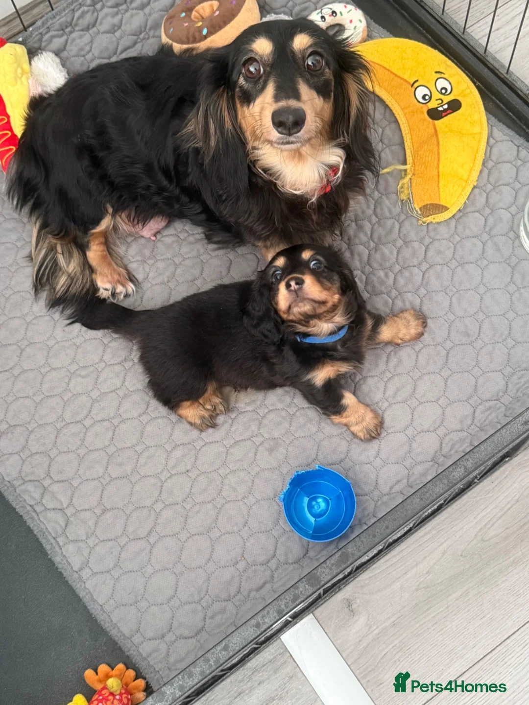 Miniature Dachshund dogs for sale: Stunning long haired miniature dachshund  - Advert 1
