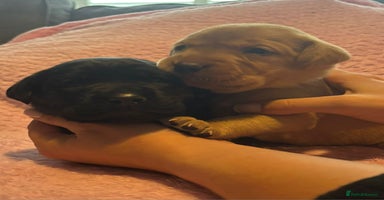Labrador Retriever dogs - Advert 4