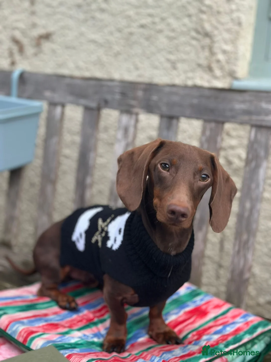 Miniature Dachshund dogs for sale: Miniature Dachshund for Sale in Tiverton - Advert 2