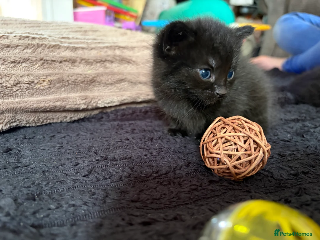 Mixed Breed cats for sale: 3x gorgeous tabby kittens  - Advert 2