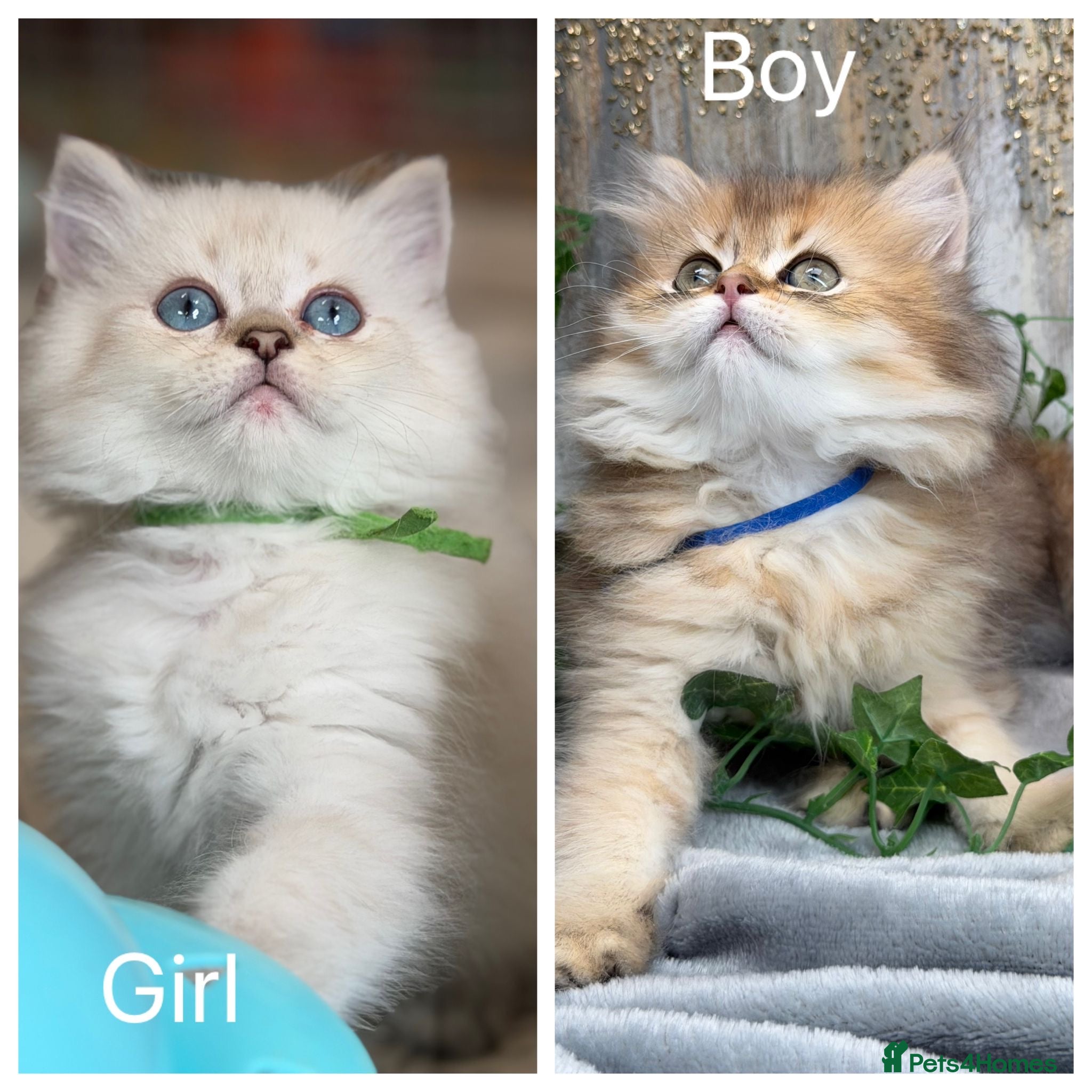 British Longhair cats British Longhair stunning TICA kittens - Advert 10