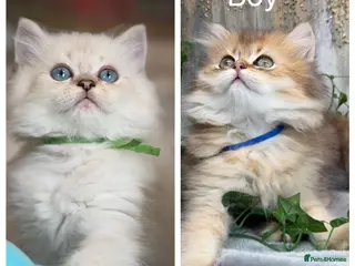British Longhair cats British Longhair stunning TICA kittens - Advert 10