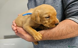 Labrador Retriever dogs for sale: KC REG Stunning Litter Fully Health Tested Parents - Image 11
