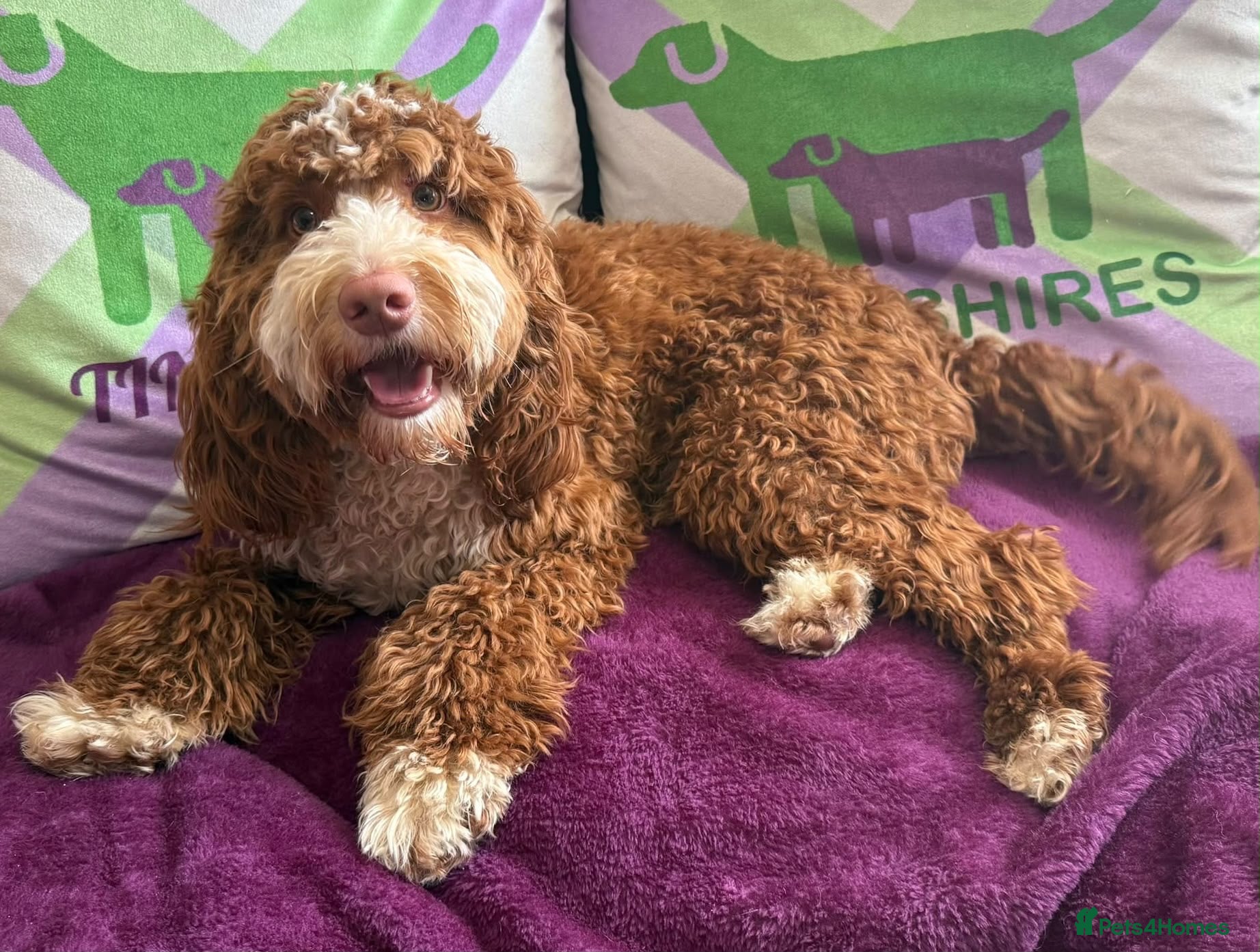 Cockapoo dogs F1 mini cockapoo  🩵30 dna health tested  - Advert 2