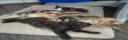 Mixed Breed cats for sale: Beautiful Kittens - Advert 5