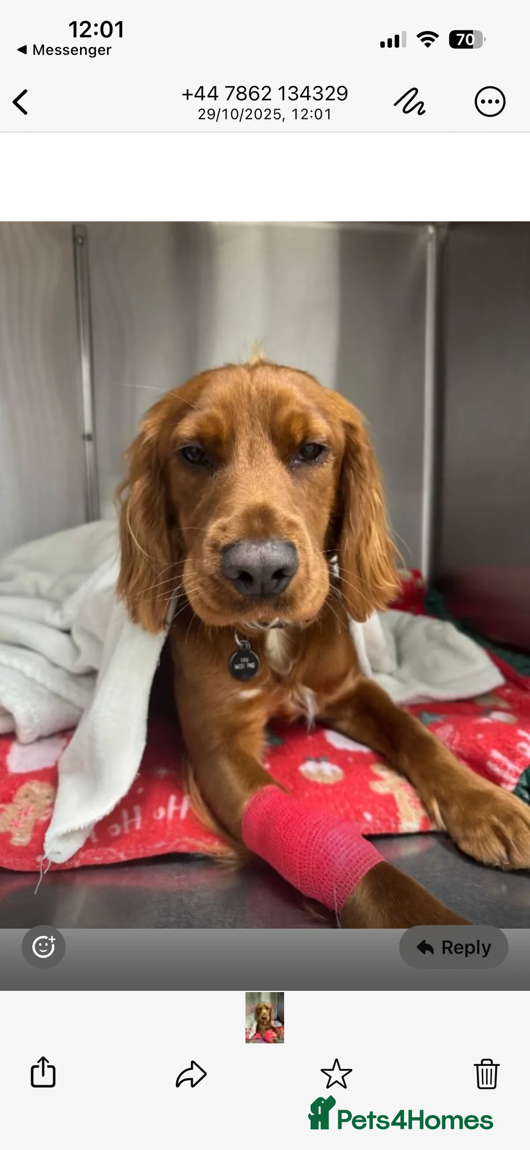 Cocker Spaniel dogs for sale: Male Cocker Spaniel - Advert 5