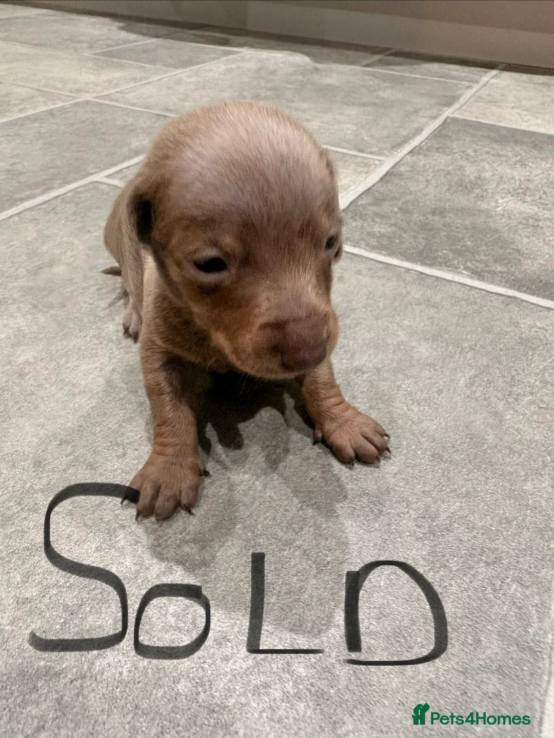 Miniature Dachshund dogs for sale: Stunning litter of Isabella miniature daschunds - Advert 9