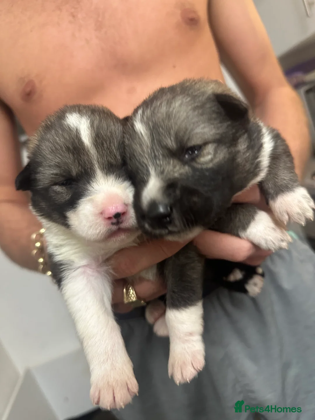 Shepsky dogs for sale: German Shepherd x Husky SHEPSKY - Advert 3