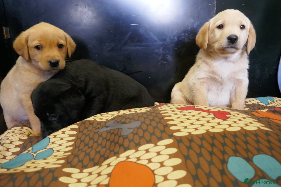 Labrador Retriever dogs for sale: ADORABLE LABRADOR PUPPIES KC REGISTERED - Advert 14