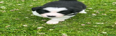 Border Collie 2