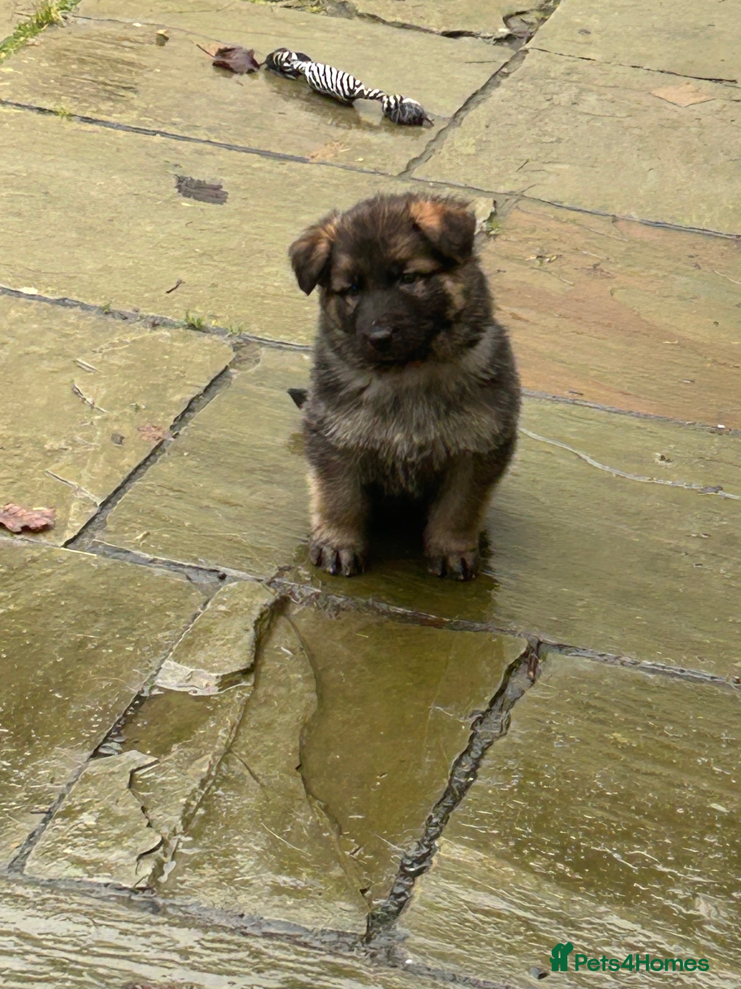 German Shepherd dogs Adorable German Shepherd puppies - Advert 1