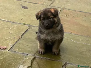German Shepherd dogs Adorable German Shepherd puppies - Advert 5