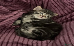 Mixed Breed cats for sale: Kitten for sale  - Image 1