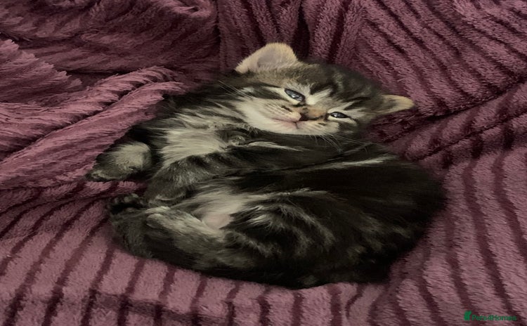 Mixed Breed cats - Advert 3