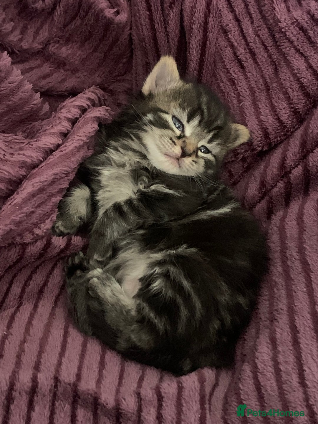 Mixed Breed cats for sale: Kitten for sale  - Image 1