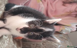 Mixed Breed cats for sale: Beautiful kitten's  - Image 4