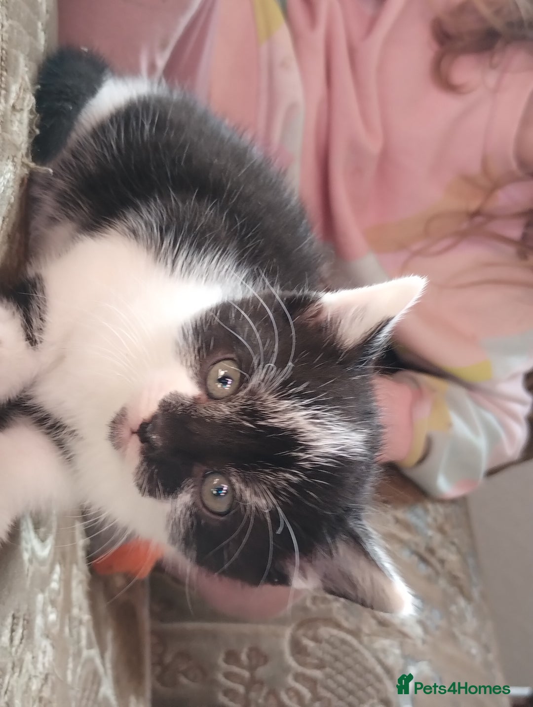 Mixed Breed cats for sale: Beautiful kitten's  - Image 4