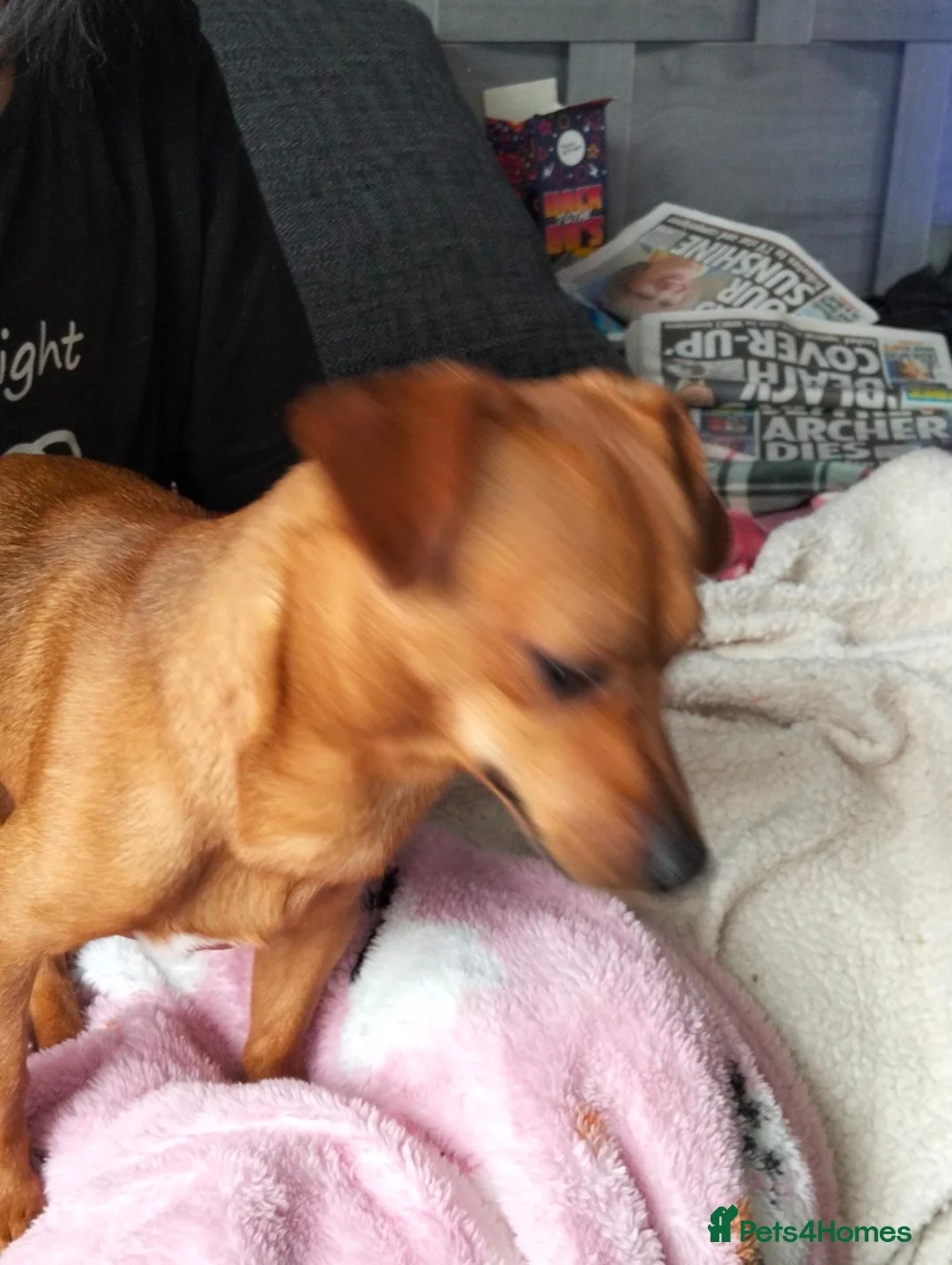 Chiweenie dogs for sale: Stripe - Advert 3