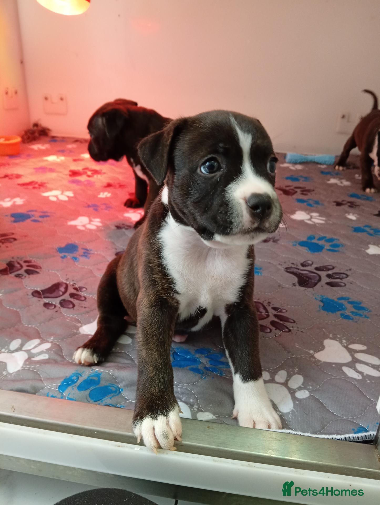 Staffordshire Bull Terrier dogs Last 2 kc brindle&white boy staffys - Advert 3