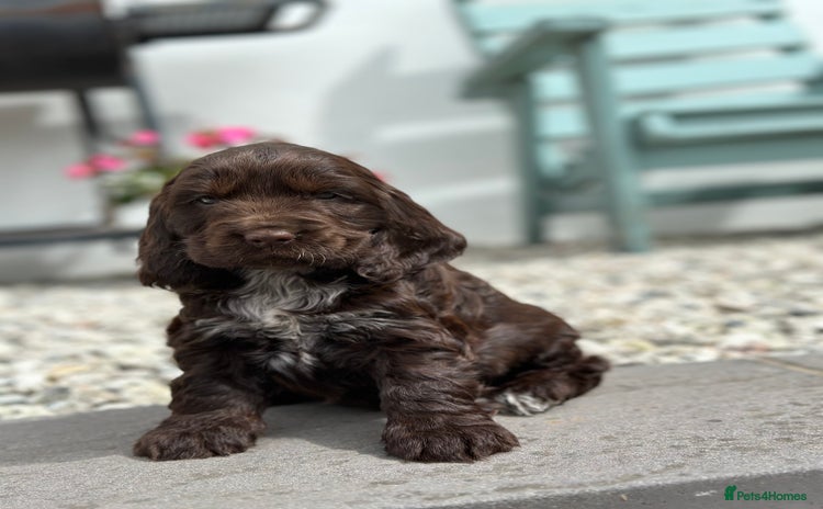Cocker Spaniel dogs - Advert 3