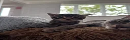 Mixed Breed cats for sale: Beautiful litter of four kittens  in Kinross - Advert 10