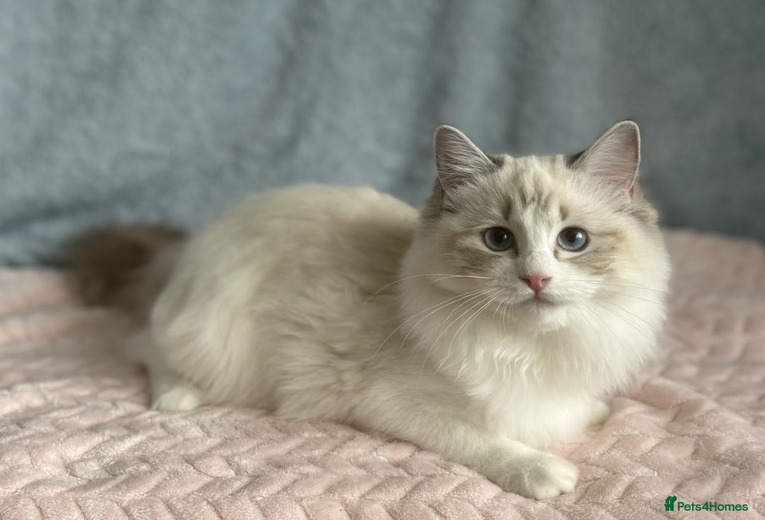 Ragdoll cats for sale: Playful Pedigree Ragdoll Kittens Available - Advert 16
