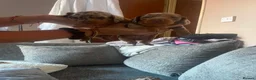 Miniature Dachshund dogs for sale: Miniature Dachshund  - Advert 9