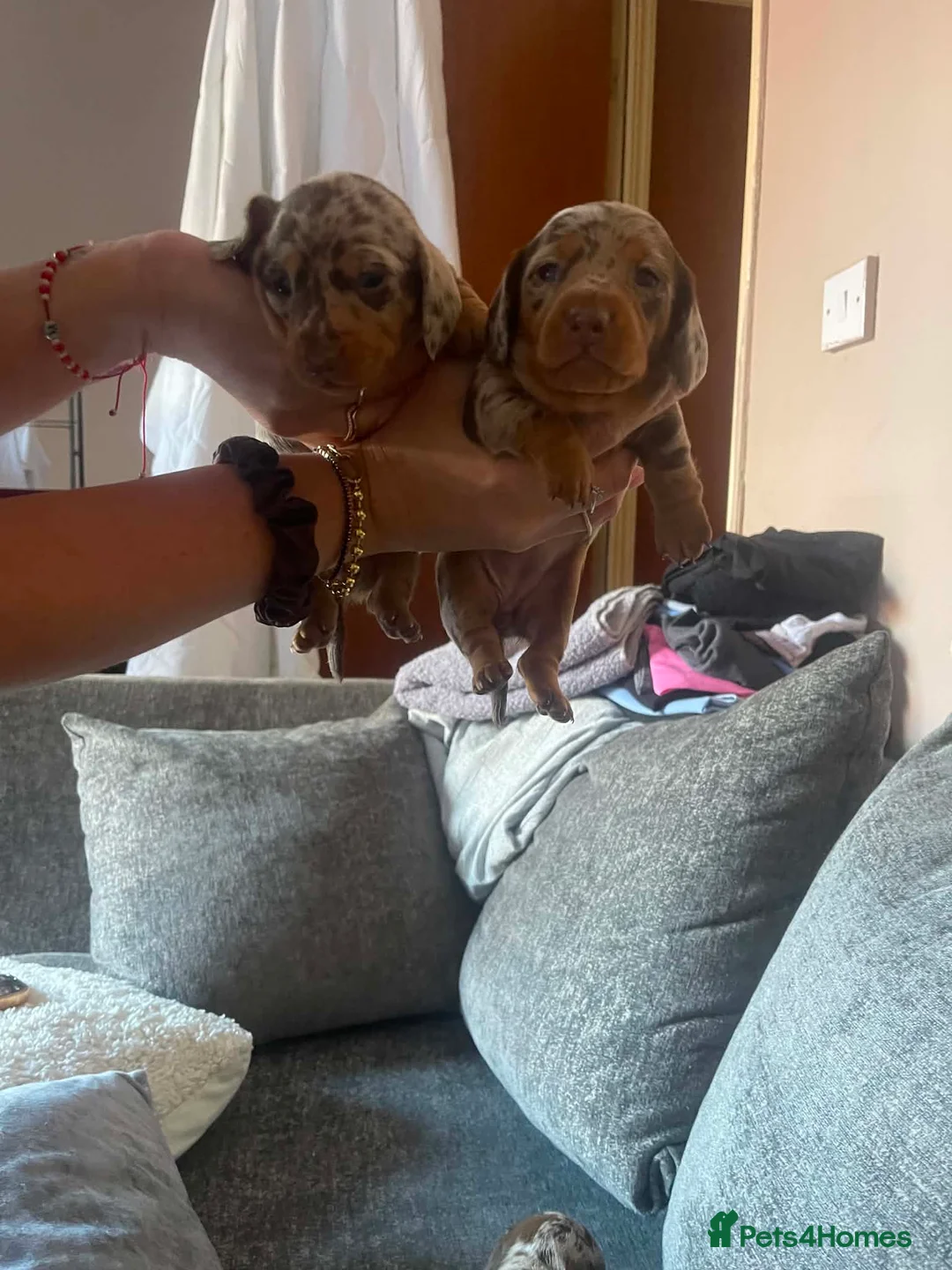 Miniature Dachshund dogs for sale: Miniature Dachshund  - Advert 9