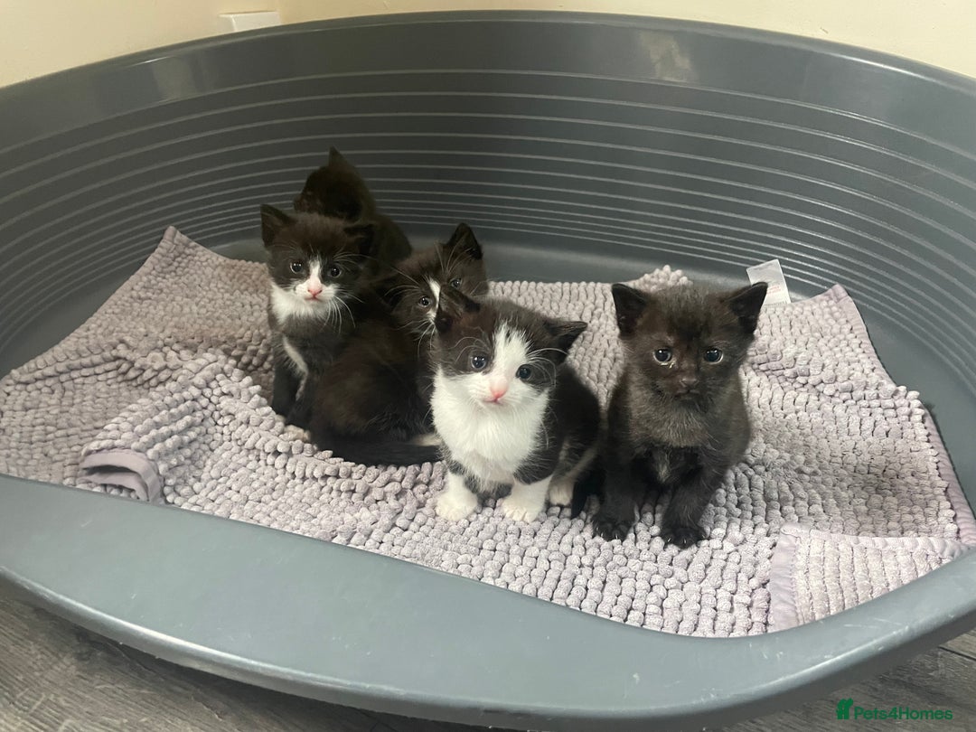 Mixed Breed cats for sale: Kittens - Image 10