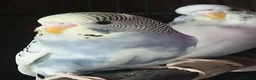 Budgerigars birds for sale: Outstanding pet baby budgies priced from £40 - Advert 13