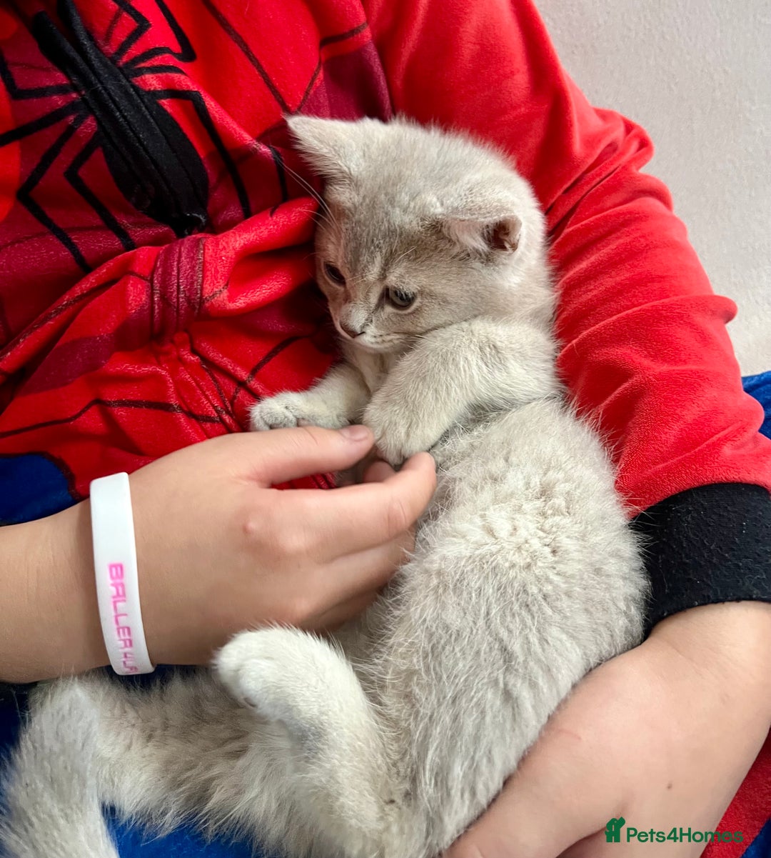 British Shorthair cats for sale: PUREBRED BSH KITTENS SOLD - Image 15