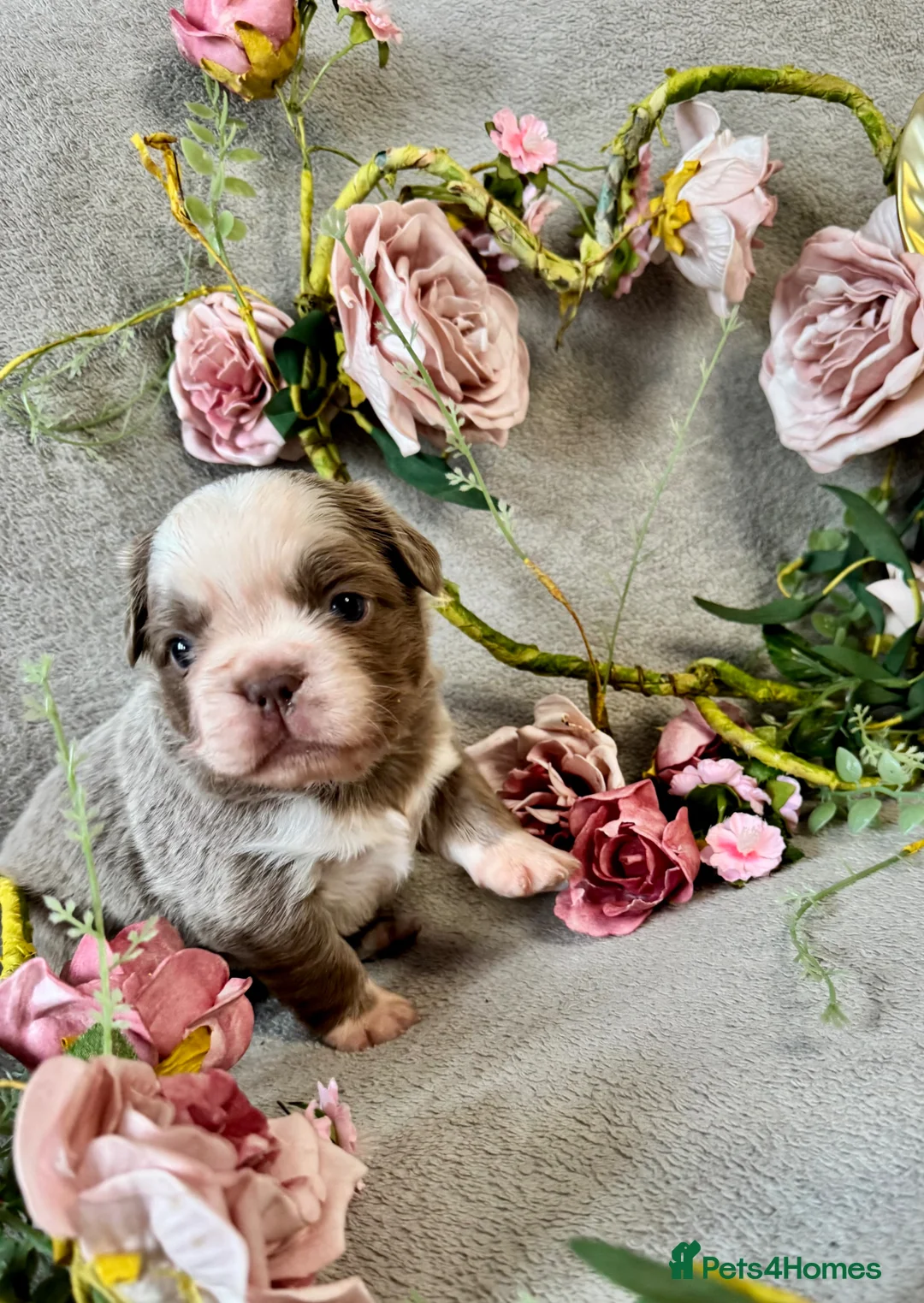 French Bulldog dogs for sale: *Ready NOW!!** Last Female!** - Advert 28