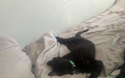 Mixed Breed cats for sale: 3 boys Available  - Image 2