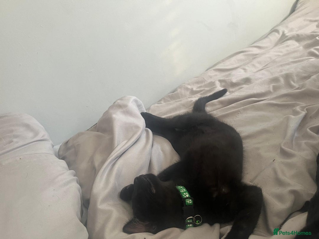 Mixed Breed cats for sale: 3 boys Available  - Image 2