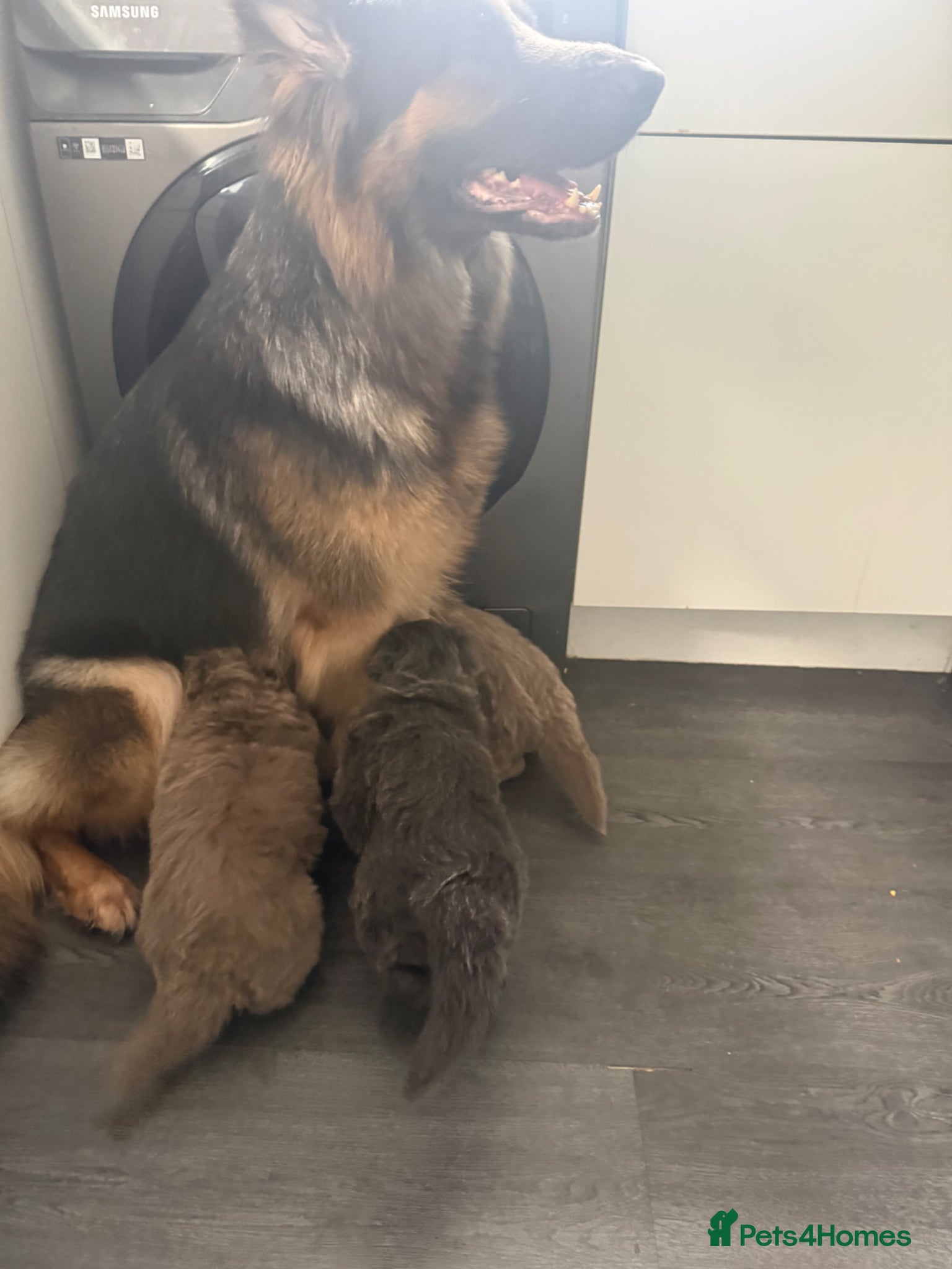 German Shepherd dogs isabella and blue dm clear pups  - Advert 1