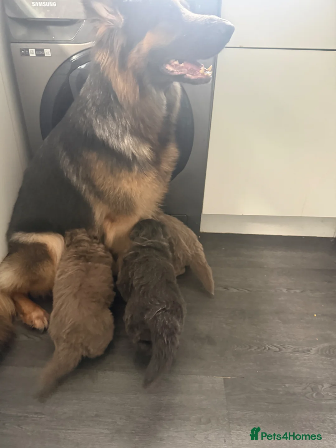German Shepherd dogs for sale: isabella and blue dm clear pups  - Advert 1