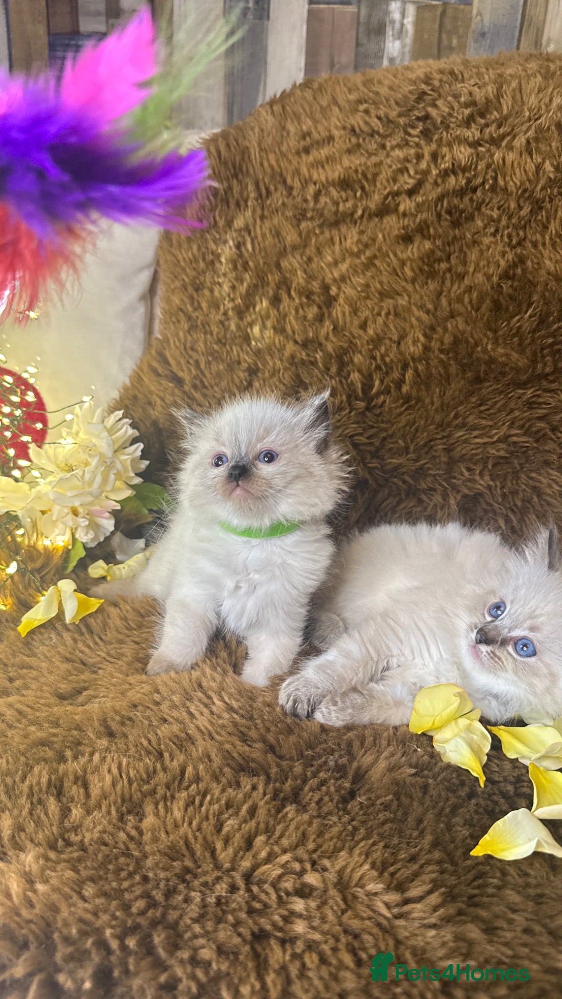Ragdoll cats GCCF Sealpoint Lynx Mitted Ragdoll Kittens  - Advert 15