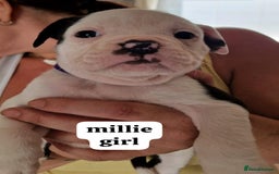 English Bulldog dogs for sale: Olde English bulldog puppies  - Image 18
